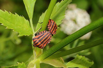 Zwei Streifenwanzen bei der Paarung, Graphosoma lineatum 