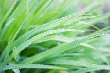Fototapeta na wymiar Green grass macro background