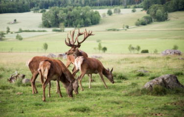 Naklejka na ściany i meble Red deer in a beautiful country landscape