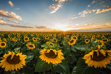 Sunflowers at Sunset