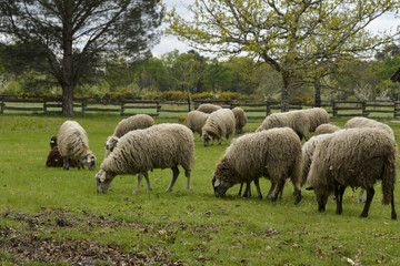 Fototapeta premium Mouton, brebis, race Landaise