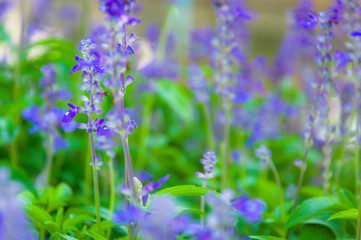 Fresh Lavender Botanical