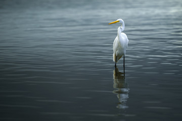 Great Egret (Ardea Alba), standing on the edge of the beach.