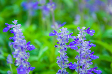 Obraz premium Fresh Lavender Botanical