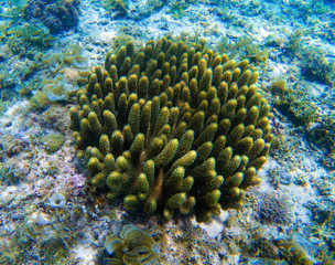 Naklejka na ściany i meble Coral with small fishes underwater photo. Sea bottom texture. Green coral closeup.