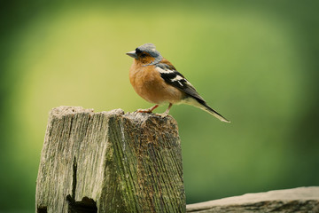 Chaffinch