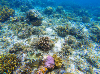 Underwater landscape with young coral reef. Diverse coral ecosystem.