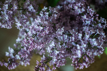 bouquet of lilacs