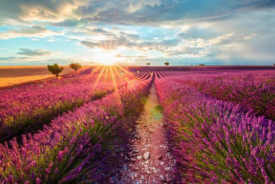 Provence. Lavender Field at sunset, Valensole, France