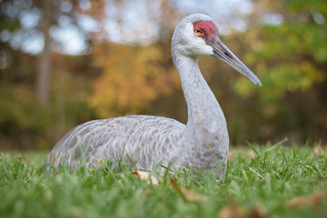 Resting Sandhill Craine in green grass with autumn color