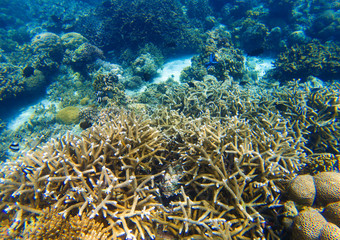 Underwater landscape with sharp coral reef. Diverse coral ecosystem.