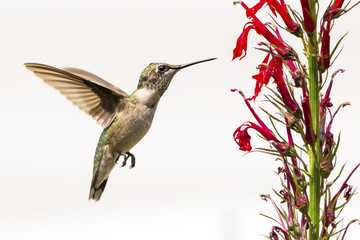 Fototapeta na wymiar Juvinal Ruby-throated Hummingbird