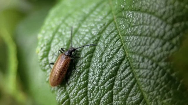 Beetle with red and black back crawls on large green leaf. Strangalia quadrifasciata