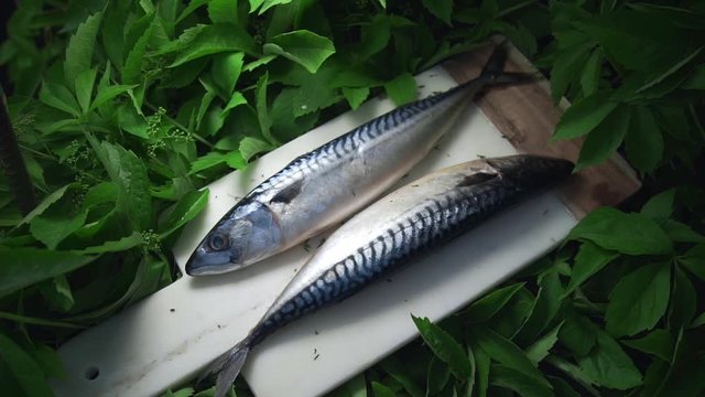 Raw scomber fish lies on the board in the greens outside, meals with fish, seafood dish, roasted and grilled fish, preparations for barbecue, grill and fire