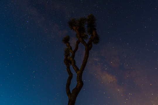 A Joshua Tree Stands Tall With the Milky Way Behind