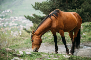 Naklejka na ściany i meble Horse Grazing On Green Mountain Slope In Spring In Mountains