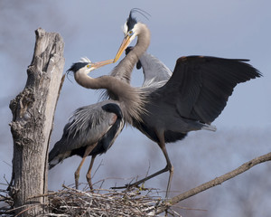 Great Blue Herons showing breeding behavior