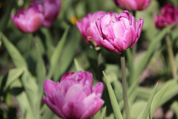 Purple tulips