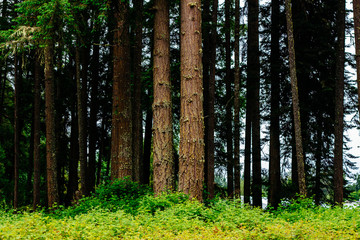 Obraz premium In the Wood