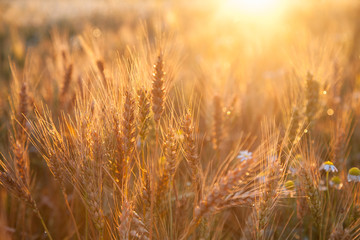 Field ripening wheat at sunset. The concept of a rich harvest