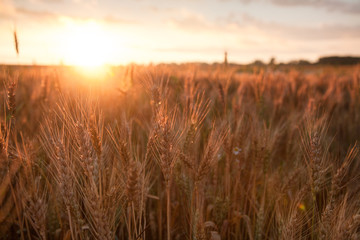Field ripening wheat at sunset. The concept of a rich harvest