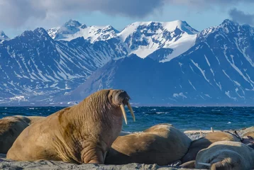 Fotobehang Walrus Walrusstier - Spitsbergen