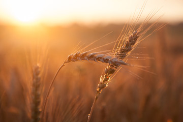 Field ripening wheat at sunset. The concept of a rich harvest