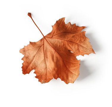 brown fall leaf