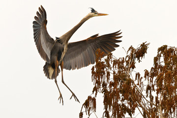 Great Blue Heron landing in a tree