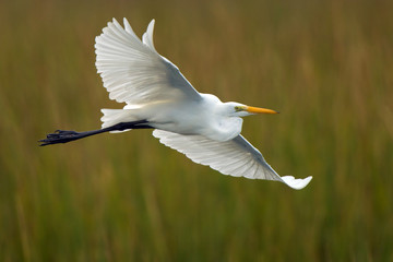 Great Egret in flight over a salt marsh