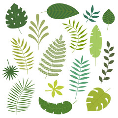 Vector set of tropical leaves.