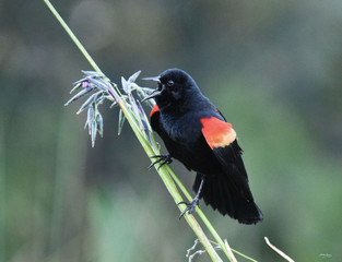 Heralding in the Morning in Song
