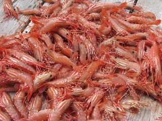 Fresh Prawns