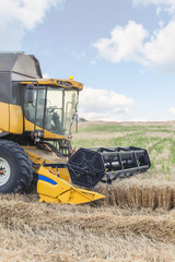 Obraz premium combine harvester (Turkish bicerdover) machine harvesting in the field of wheat