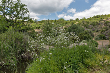 Medicinal herb valerian bush growing in Arbuzynka canyon