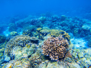 Fototapeta na wymiar Coral reef undersea landscape. Diverse coral shapes. Coral fish in reef.
