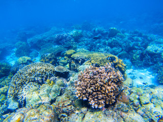 Naklejka na ściany i meble Coral reef undersea landscape. Diverse coral shapes. Coral fish in reef.