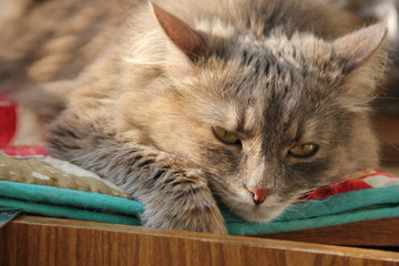 Fototapety na wymiar - Fototapeta24.pl