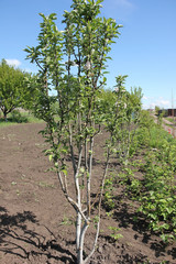 Fototapeta na wymiar The columnar Apple tree