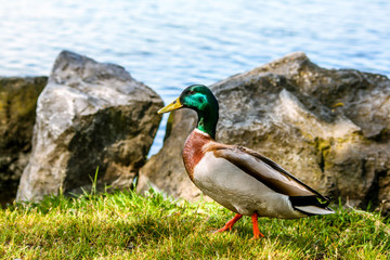 Canard bord de lac