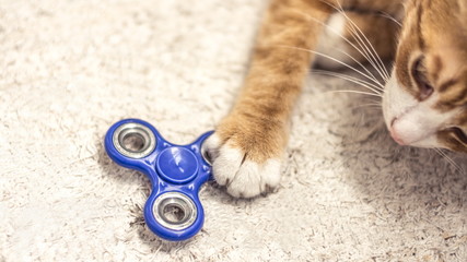 A red cat plays with a spinner
