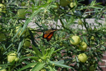 Butterfly on plant