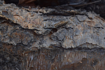 Bark1