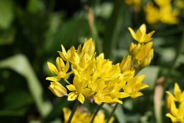 gelb, blumen, blüten