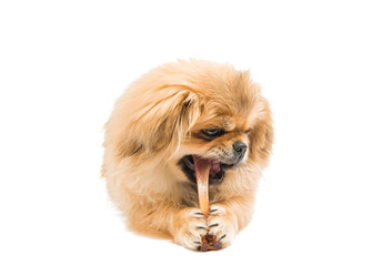 Pekinese isolated