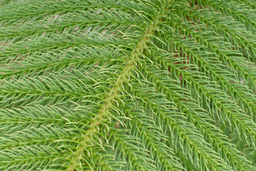  fresh green foliage for background