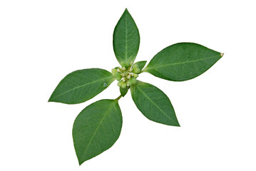 Fototapeta na wymiar green leaf on white background