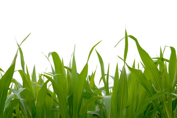 corn fields on white background
