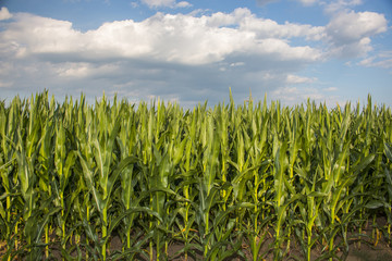 Corn field
