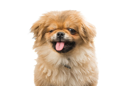 Pekinese isolated